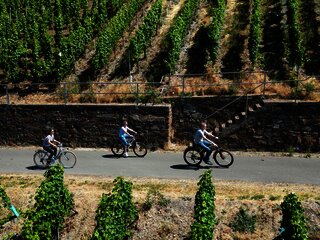 Radfahren im Weinberg