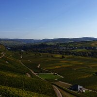 Weinberge soweit das Auge reicht