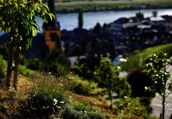 Blick auf Zeltingen-Rachtig