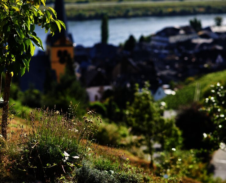 Blick auf Zeltingen-Rachtig