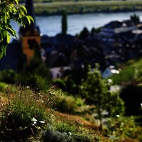 Blick auf Zeltingen-Rachtig