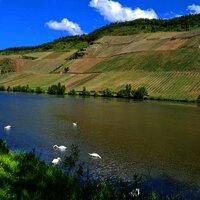Mosel und Weinberge