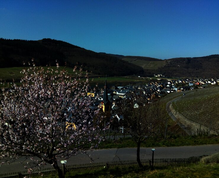 Blick auf Zeltingen-Rachtig aus dem Sortengarten
