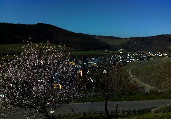 Blick auf Zeltingen-Rachtig aus dem Sortengarten