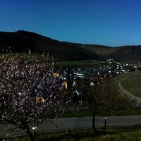 Blick auf Zeltingen-Rachtig aus dem Sortengarten