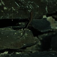 Eidechse im Schiefer