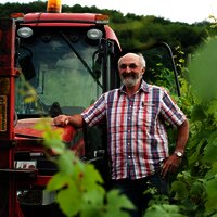 Manfred Bohn arbeitet in seinem Weinberg