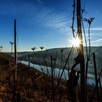 Weinreben am Moselsteig bei Winningen