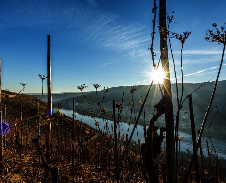 Weinreben am Moselsteig bei Winningen