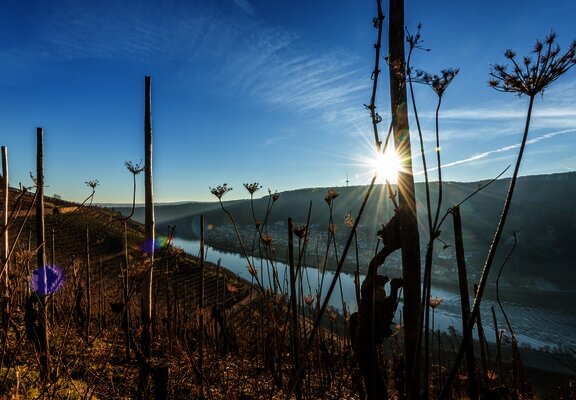 Weinreben am Moselsteig bei Winningen