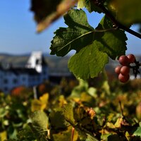 Weinreben vor Schloss Berg