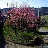 Blühender Pfirschbaum etnlang des Weges