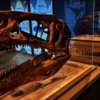 Das Bild zeigt den Schädel eines Dinosauriers.