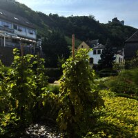 Weinreben im Stadtpark