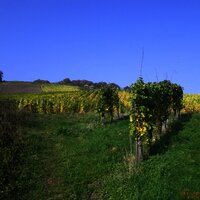 Blick aus den Weinbergen auf die Römergräber Nehren
