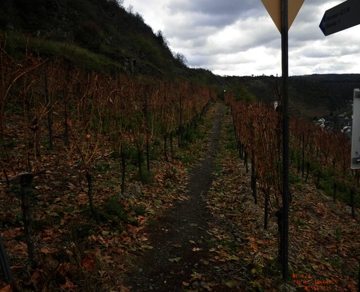 Mitten durch die Hatzenporter Weinberge
