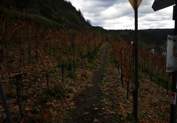 Mitten durch die Hatzenporter Weinberge