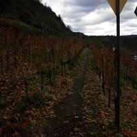 Mitten durch die Hatzenporter Weinberge