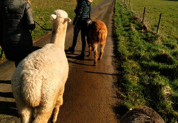 Wandern mit Alpakas im Weinberg