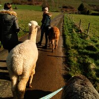 Wandern mit Alpakas im Weinberg