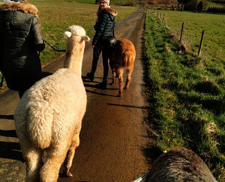 Wandern mit Alpakas im Weinberg