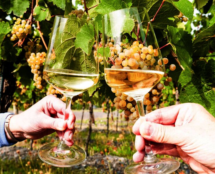 Genuss im Weinberg