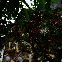 Unter dem Kirschbaum