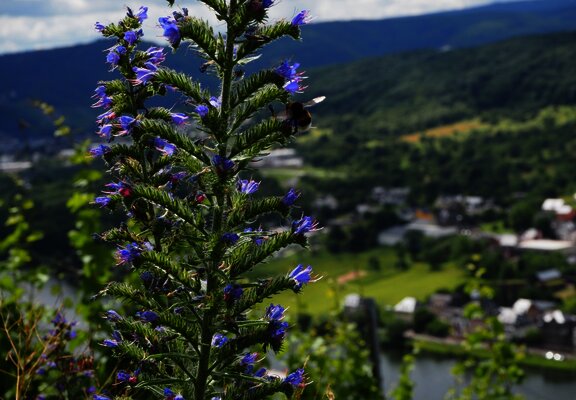 Hummel auf eine Blume