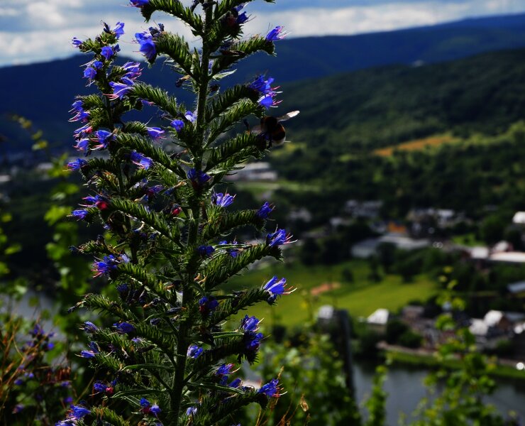 Hummel auf eine Blume