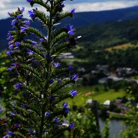 Hummel auf eine Blume
