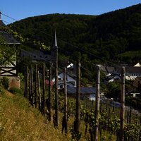 Blick durch die Veldenzer Weinberge