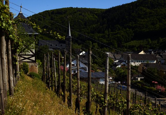 Blick durch die Veldenzer Weinberge