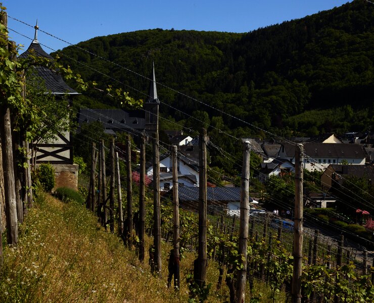 Blick durch die Veldenzer Weinberge