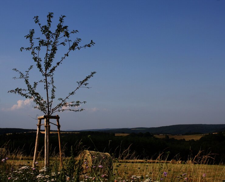 Felderlandschaft bei Longkamp
