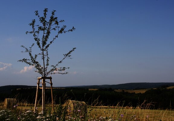 Felderlandschaft bei Longkamp