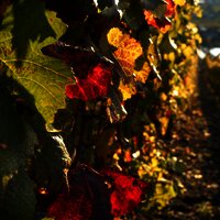 Weinberg im Herbst