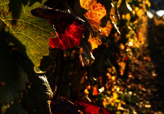 Weinberg im Herbst