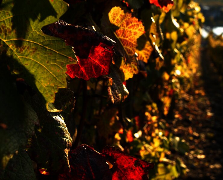 Weinberg im Herbst