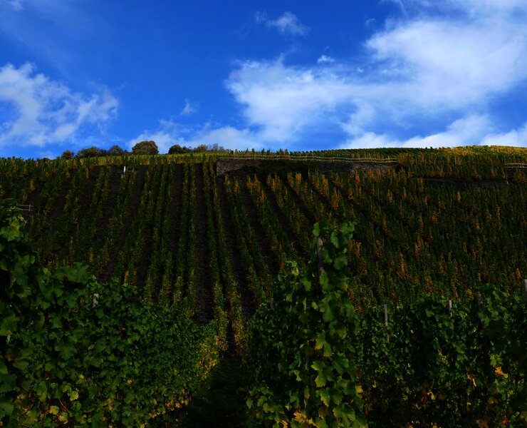 Weinberge im Ferienland Bernkastel-Kues