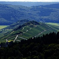 Weinberge satt: Mülheim an der Mosel