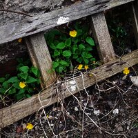 Impressionen am Wegesrand Esch
