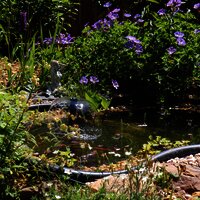 Kleiner Teich im Garten