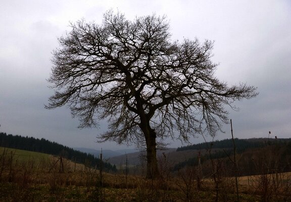 Eiche auf der Hunsrückhöhe