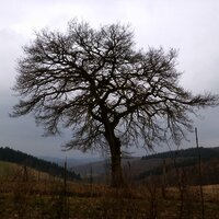 Eiche auf der Hunsrückhöhe