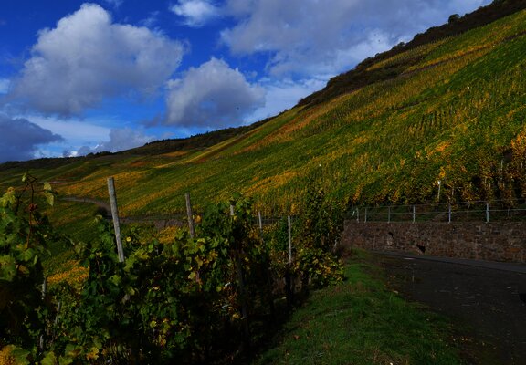 Weinberge an der Mosel