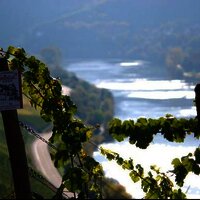 Weinberg Weingut Genetsch Lieser