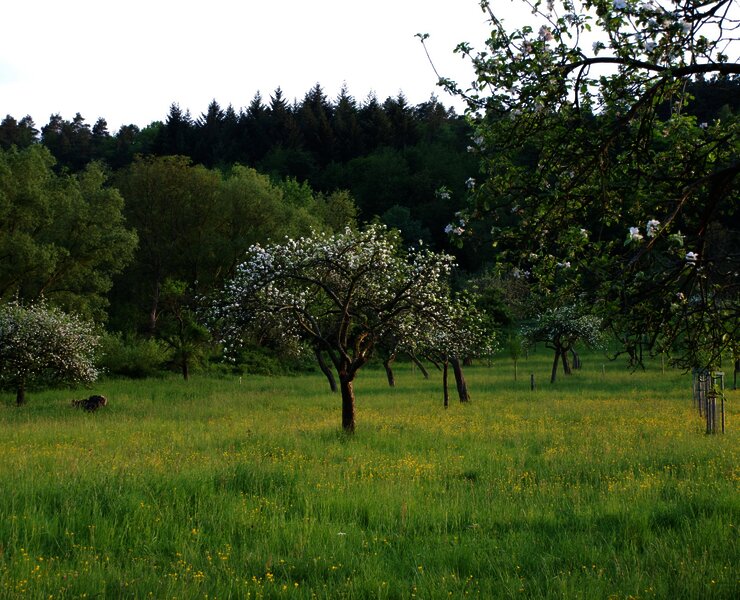 Streuobstwiesen Wehlen