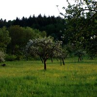 Streuobstwiesen Wehlen