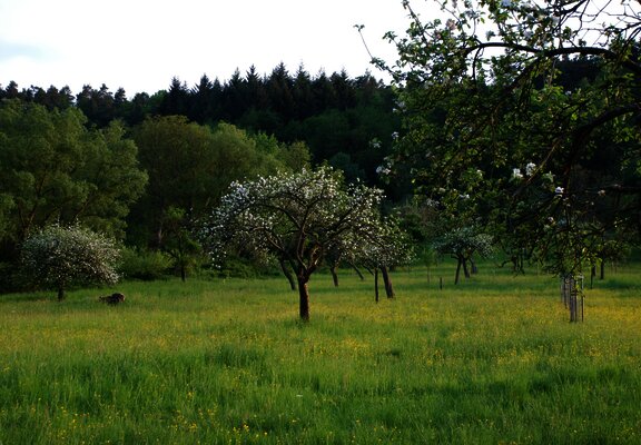 Streuobstwiesen Wehlen