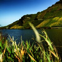 Urlauf an der Mosel in Wintrich